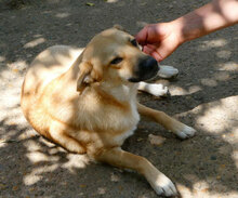 MARSHA, Hund, Labrador-Mix in Bulgarien - Bild 13