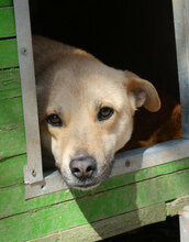 MARSHA, Hund, Labrador-Mix in Bulgarien - Bild 15