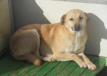 MARSHA, Hund, Labrador-Mix in Bulgarien - Bild 16