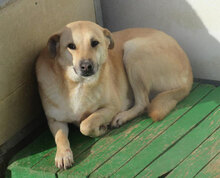 MARSHA, Hund, Labrador-Mix in Bulgarien - Bild 2