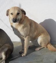 MARSHA, Hund, Labrador-Mix in Bulgarien - Bild 3