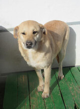 MARSHA, Hund, Labrador-Mix in Bulgarien - Bild 5