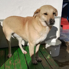 MARSHA, Hund, Labrador-Mix in Bulgarien - Bild 6