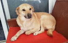 MARSHA, Hund, Labrador-Mix in Bulgarien - Bild 7