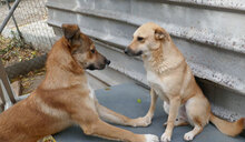 MARSHA, Hund, Labrador-Mix in Bulgarien - Bild 8