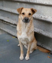 MARSHA, Hund, Labrador-Mix in Bulgarien - Bild 9