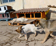 MOKKA, Hund, Mischlingshund in Bulgarien - Bild 10