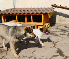 MOKKA, Hund, Mischlingshund in Bulgarien - Bild 11