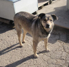 MOKKA, Hund, Mischlingshund in Bulgarien - Bild 2