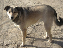 MOKKA, Hund, Mischlingshund in Bulgarien - Bild 3