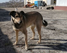 MOKKA, Hund, Mischlingshund in Bulgarien - Bild 5