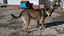 MOKKA, Hund, Mischlingshund in Bulgarien - Bild 6