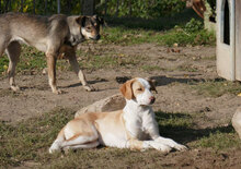 MOKKA, Hund, Mischlingshund in Bulgarien - Bild 7