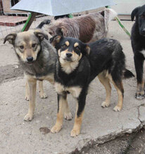 MOKKA, Hund, Mischlingshund in Bulgarien - Bild 8