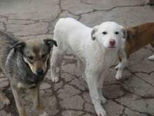 MOKKA, Hund, Mischlingshund in Bulgarien - Bild 9