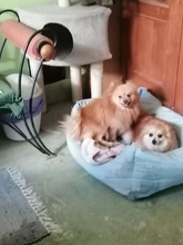 BOGYO, Hund, Zwergspitz Pomeranian in Mülheim
