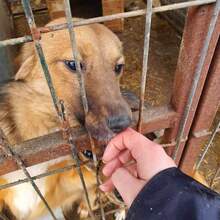 CRISTO, Hund, Mischlingshund in Düren - Bild 3