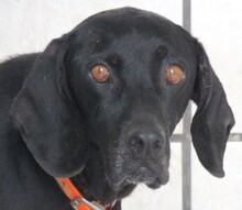 MOMMY, Hund, Jagdhund-Mix in Lilienthal - Bild 1