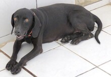 MOMMY, Hund, Jagdhund-Mix in Lilienthal - Bild 2