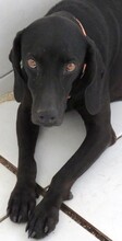 MOMMY, Hund, Jagdhund-Mix in Lilienthal - Bild 3