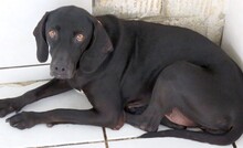 MOMMY, Hund, Jagdhund-Mix in Lilienthal - Bild 4