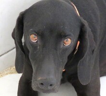 MOMMY, Hund, Jagdhund-Mix in Lilienthal - Bild 5