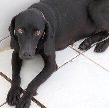 MOMMY, Hund, Jagdhund-Mix in Lilienthal - Bild 6