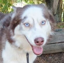 JOHNY, Hund, Siberian Husky-Mix in Slowakische Republik - Bild 1