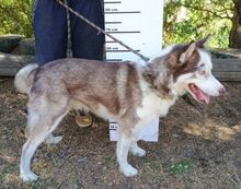 JOHNY, Hund, Siberian Husky-Mix in Slowakische Republik - Bild 10