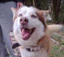 JOHNY, Hund, Siberian Husky-Mix in Slowakische Republik - Bild 11