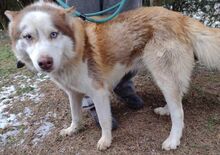 JOHNY, Hund, Siberian Husky-Mix in Slowakische Republik - Bild 12