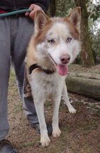 JOHNY, Hund, Siberian Husky-Mix in Slowakische Republik - Bild 13