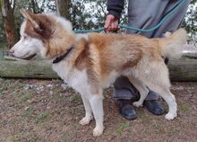 JOHNY, Hund, Siberian Husky-Mix in Slowakische Republik - Bild 14