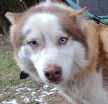 JOHNY, Hund, Siberian Husky-Mix in Slowakische Republik - Bild 15