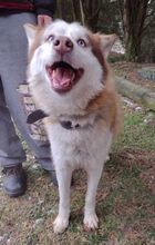 JOHNY, Hund, Siberian Husky-Mix in Slowakische Republik - Bild 16