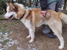 JOHNY, Hund, Siberian Husky-Mix in Slowakische Republik - Bild 17