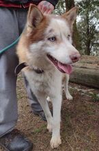 JOHNY, Hund, Siberian Husky-Mix in Slowakische Republik - Bild 18