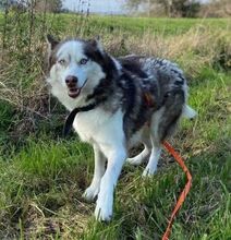 JOHNY, Hund, Siberian Husky-Mix in Slowakische Republik - Bild 2