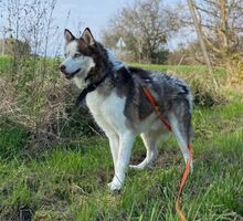 JOHNY, Hund, Siberian Husky-Mix in Slowakische Republik - Bild 3