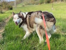 JOHNY, Hund, Siberian Husky-Mix in Slowakische Republik - Bild 4