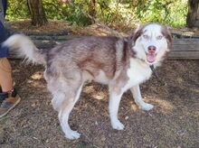 JOHNY, Hund, Siberian Husky-Mix in Slowakische Republik - Bild 5