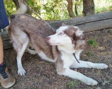 JOHNY, Hund, Siberian Husky-Mix in Slowakische Republik - Bild 6