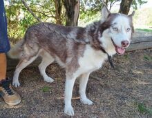 JOHNY, Hund, Siberian Husky-Mix in Slowakische Republik - Bild 7