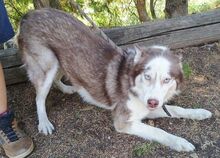 JOHNY, Hund, Siberian Husky-Mix in Slowakische Republik - Bild 8