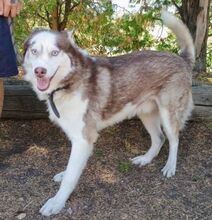 JOHNY, Hund, Siberian Husky-Mix in Slowakische Republik - Bild 9