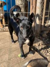 SKITTLES, Hund, Mischlingshund in Rumänien - Bild 3