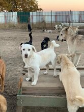 STYX, Hund, Mischlingshund in Rumänien - Bild 1