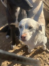 STYX, Hund, Mischlingshund in Rumänien - Bild 2