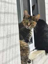 INDIRA, Katze, Europäisch Kurzhaar in Spanien - Bild 2