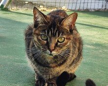 INDIRA, Katze, Europäisch Kurzhaar in Spanien - Bild 9